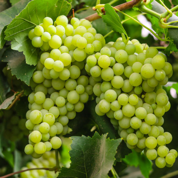 Grapes